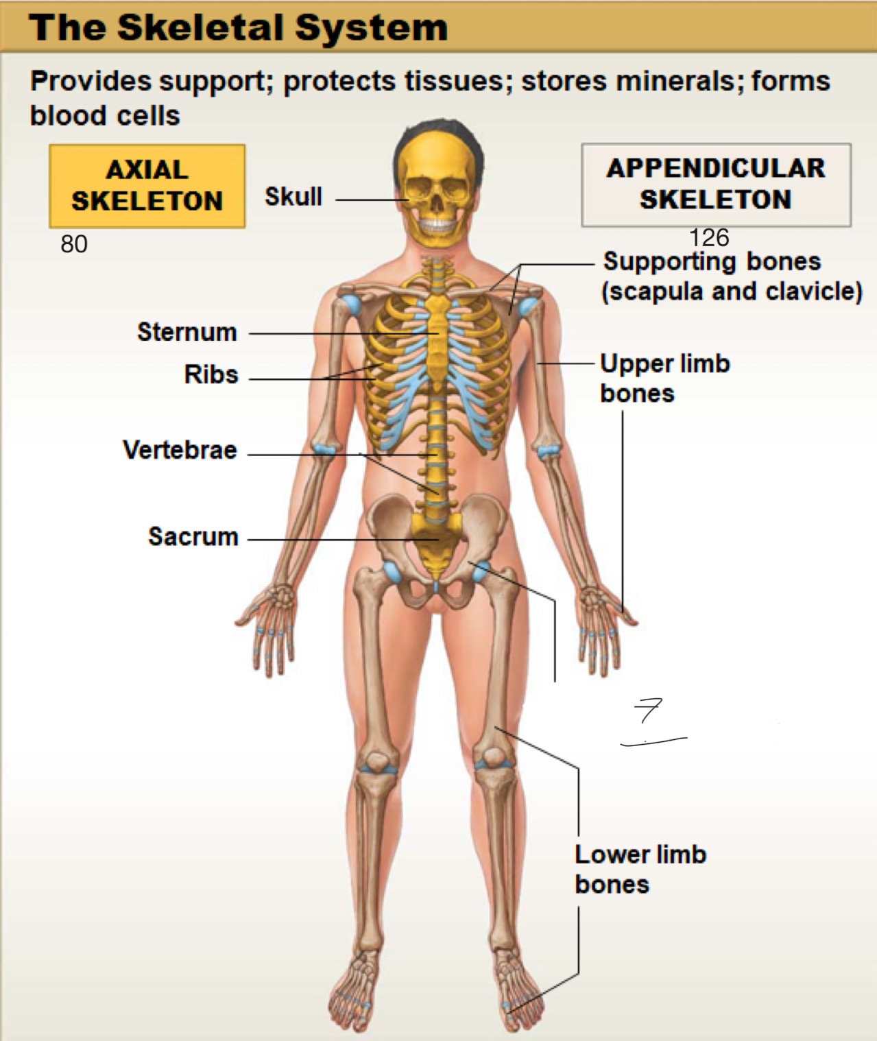 <p>appendicular skeleton</p>