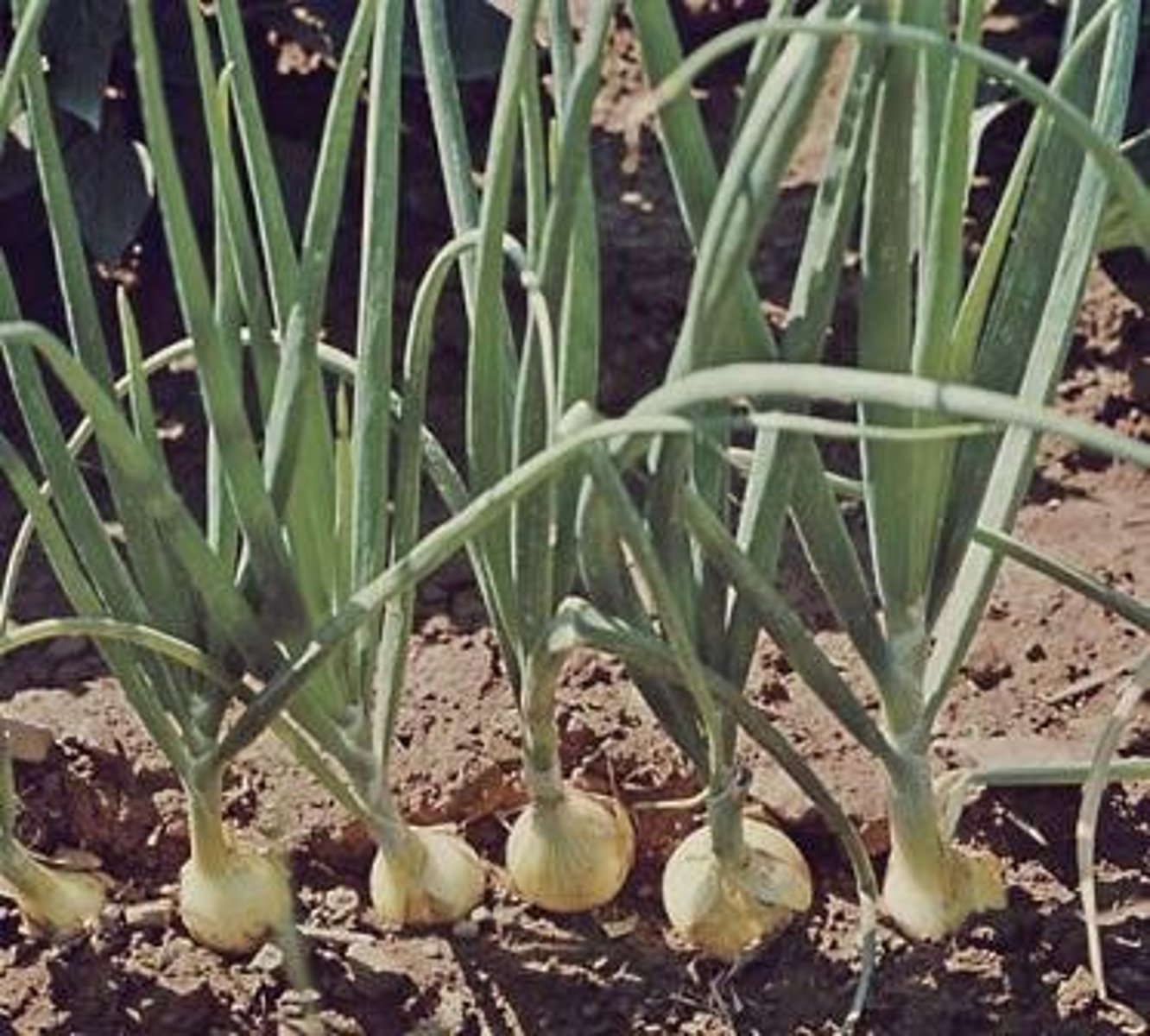 <p>What structures have been modified to store starch in onions?</p>