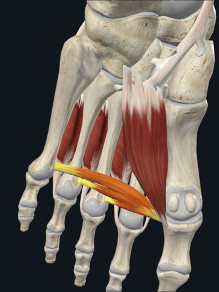 <p>name the yellow highlighted muscle </p>