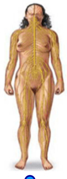 <p>Nervous system </p>