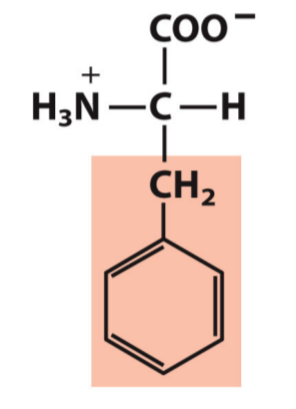 <p>Phe, F</p><p>Hydrophobic/Non-polar</p>