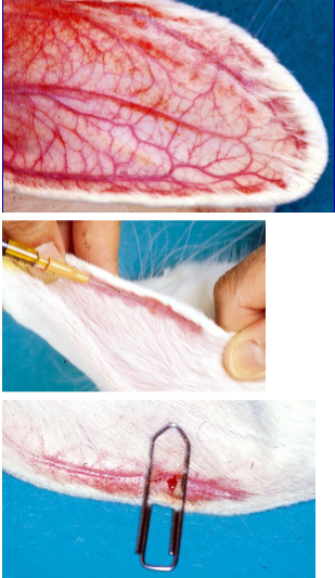 <ul><li><p><span style="background-color: transparent;">Usually <strong><mark data-color="yellow" style="background-color: yellow; color: inherit;">given into an ear vein</mark></strong></span></p></li><li><p><span style="background-color: transparent;">Those in <strong>ear are prominent, <mark data-color="yellow" style="background-color: yellow; color: inherit;">especially after local heating</mark></strong></span></p></li><li><p><span style="background-color: transparent;"><strong>Lateral vessels are ear veins, central vessel is the artery</strong></span></p></li></ul><ul><li><p><span style="background-color: transparent;">Find it <strong>easier to inject intravenously if someone holds the rabbit for you</strong></span></p></li><li><p><span style="background-color: transparent;"><strong>Pluck or shave the injection site, then assistant “holds off” vein by <mark data-color="yellow" style="background-color: yellow; color: inherit;">restricting venous return at the base of an ear</mark></strong></span></p><ul><li><p><span style="background-color: transparent;"><strong>Can use paperclip if alone</strong></span></p></li></ul></li><li><p><span style="background-color: transparent;"><strong>Insert needle, bevel up, at a shallow angle, and slide it into the vein</strong></span></p></li><li><p><span style="background-color: transparent;">When the <strong>needle is in the vein, change your grip to fix the needle and ear between your finger and thumb</strong></span></p></li><li><p><span style="background-color: transparent;">Tell your <strong>assistant to release the vein before you inject</strong></span></p></li><li><p><span style="background-color: transparent;">If the <strong><mark data-color="yellow" style="background-color: yellow; color: inherit;">needle has been positioned correctly, the blood in the vein will be washed away by the injection</mark></strong></span></p></li></ul><ul><li><p><span style="background-color: transparent;">When you <strong>withdraw the needle, use digital pressure to prevent any bleeding</strong></span></p></li><li><p><span style="background-color: transparent;"><strong>Alternatively, use a paperclip half opened up and pushed halfway across the vein, BUT remember to remove it after a minute or two</strong></span></p></li></ul><p></p>