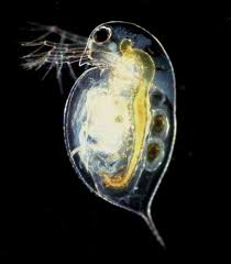 <p>water fleas (watervlooien)</p>