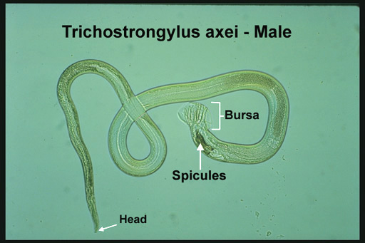<ul><li><p>Feed on blood in horse stomach​</p></li><li><p>Ingestion of infected soil​</p></li><li><p>Can also infect cattle, sheep and pig​</p></li><li><p>Strongyle egg found in fecal float​</p></li><li><p>Pasture management, treatment and pickup of feces can limit infections</p></li></ul><p></p>
