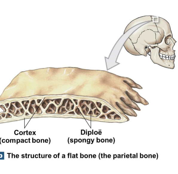 <p>They consist of spongy bone between two layers of compact bone called cortex.</p>