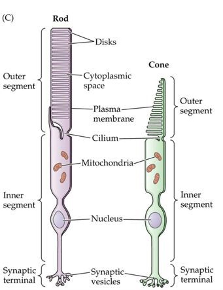 <p>Rods and cones.</p>