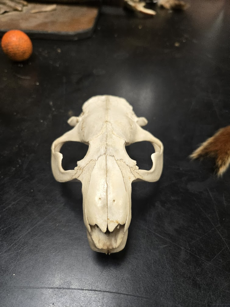 <p><span>1 0 1 3 20 teeth total</span><span><br></span><span>1 0 1 3</span><span><br></span><span> Massive jaw structure</span><span><br></span><span> Incisors are orange on front (hard) and white</span><span><br></span><span>on back (softer)</span><span><br></span><span> Incisors continue to grow throughout life</span><span><br></span><span> eyes point up</span><span><br></span><span> Auditory bulla with very long stem</span><span><br></span><span> Ribbon fluted (grooved) teeth</span><span><br></span><span> Incisive foramen are long and set back from</span><span><br></span><span>the incisors</span><span><br></span><span> Premolars and molars look alike</span></p>