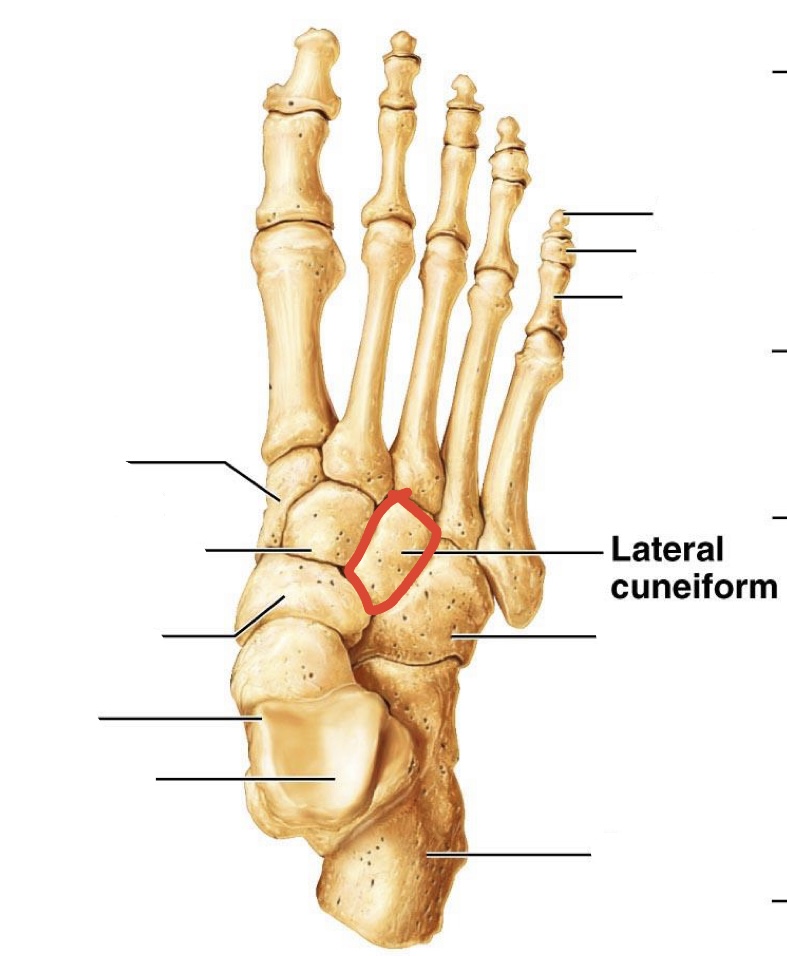 <p><span>lateral Cuneiforms</span></p>
