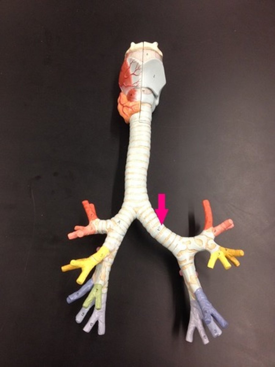 <p>Identify the passageway.</p>