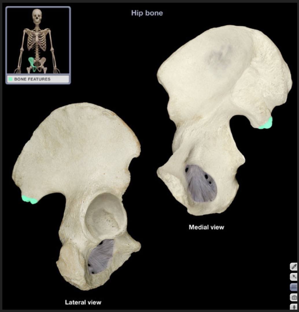 <p><span style="font-family: Arial, sans-serif; color: rgb(45, 59, 69)">process inferior to the posterior superior iliac spine</span></p>