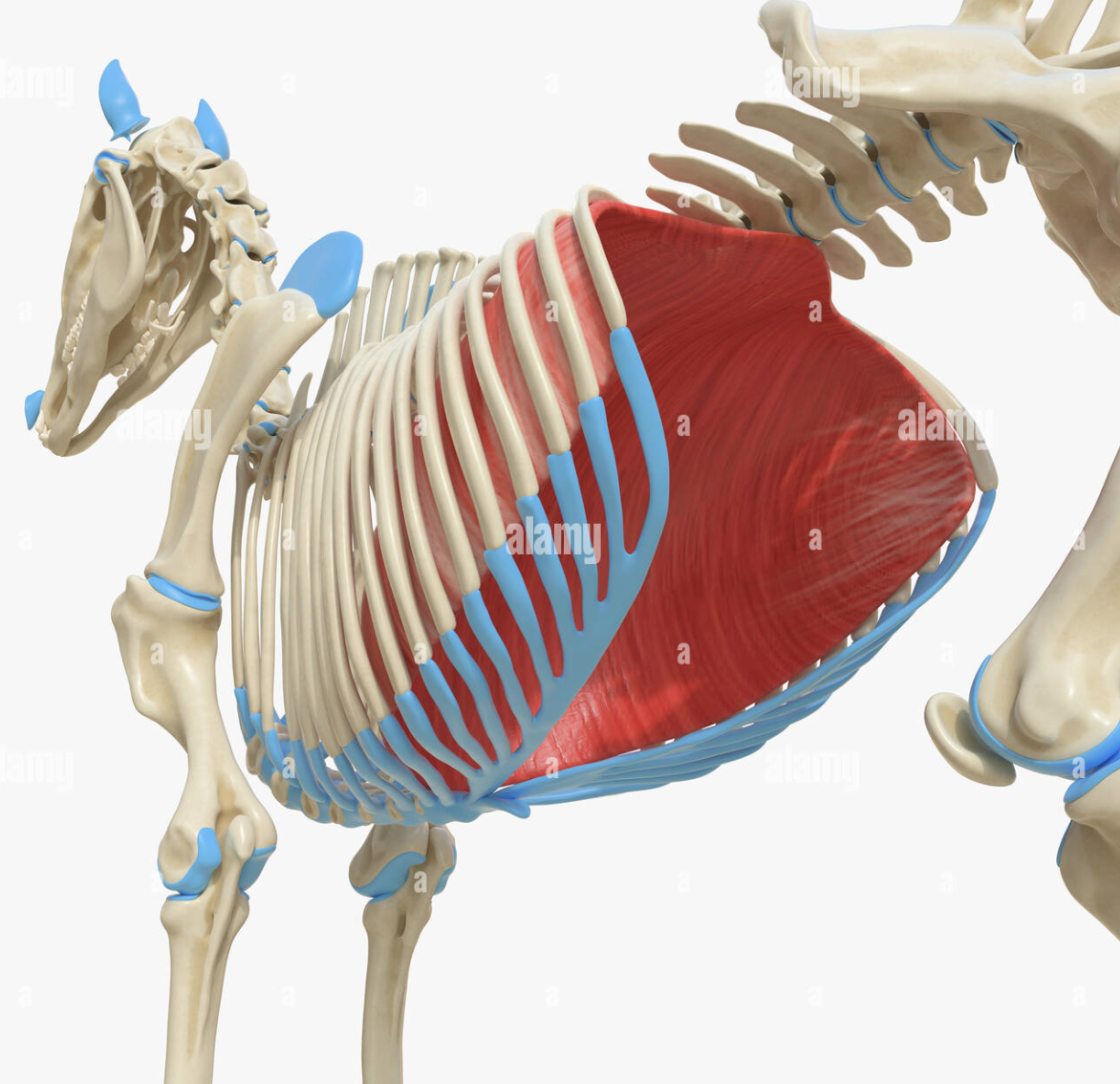 <p>A very large, flat, dome-shaped, aponeurosis muscle that complete separates the thoracic cavity from the abdominal cavity. From its thoracic side, the diaphragm is highly convex, while its abdominal side is concave.</p>