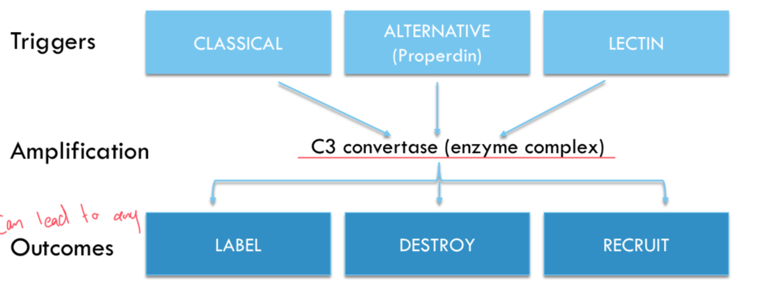 <p>Enzyme complex in complement pathways that triggers amplification. (middle of pathway)</p>