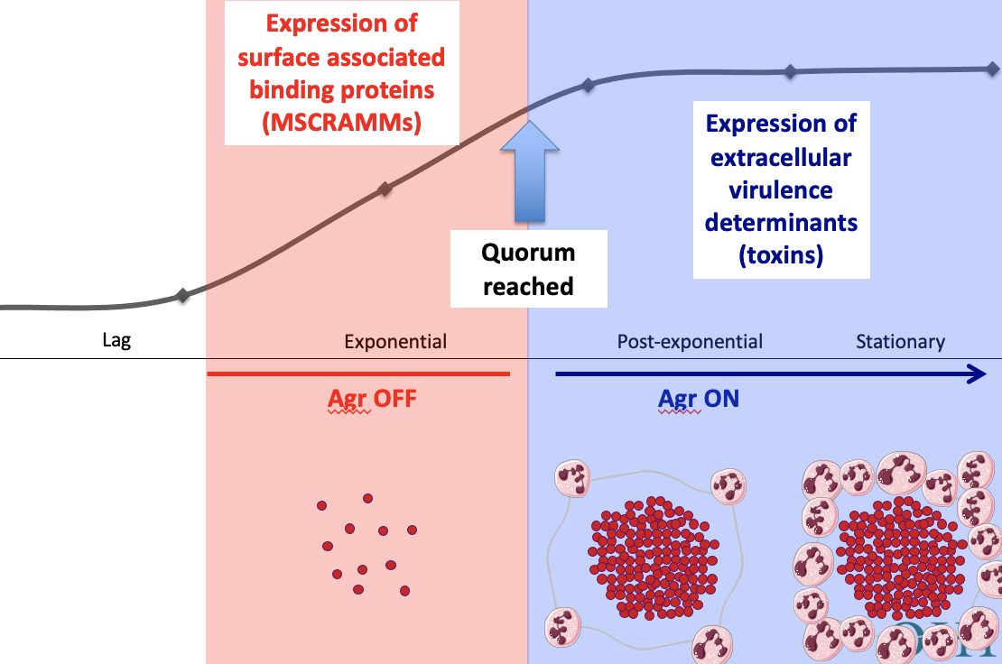 low density = staph tries to attach to things

high density = staph produces toxins

lag phase

exponential phase: expression of surface associated binding proteins MSCRAMMs

post-exponential: quorum reached

stationary phase: expression of extracellular virulence determinants (toxins 