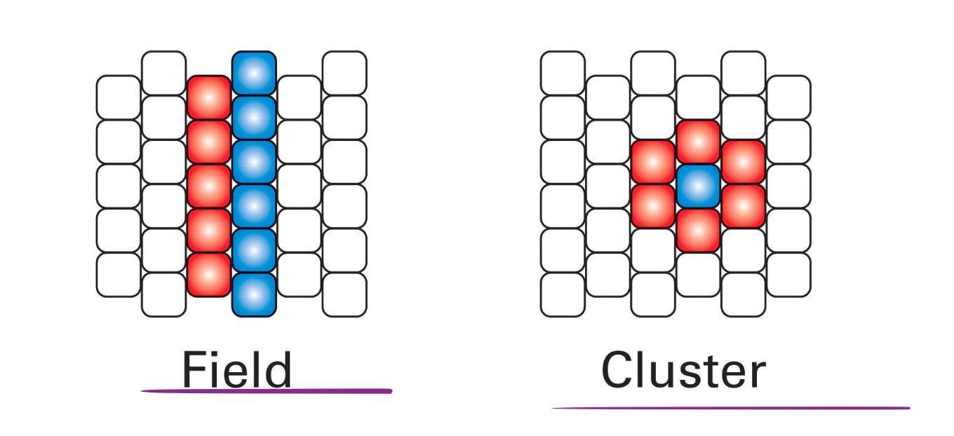 <p>Field : différents domaines de cellules</p><p>Cluster : un type de cellule avec d’autres types de cellules autour comme une fleur. </p>