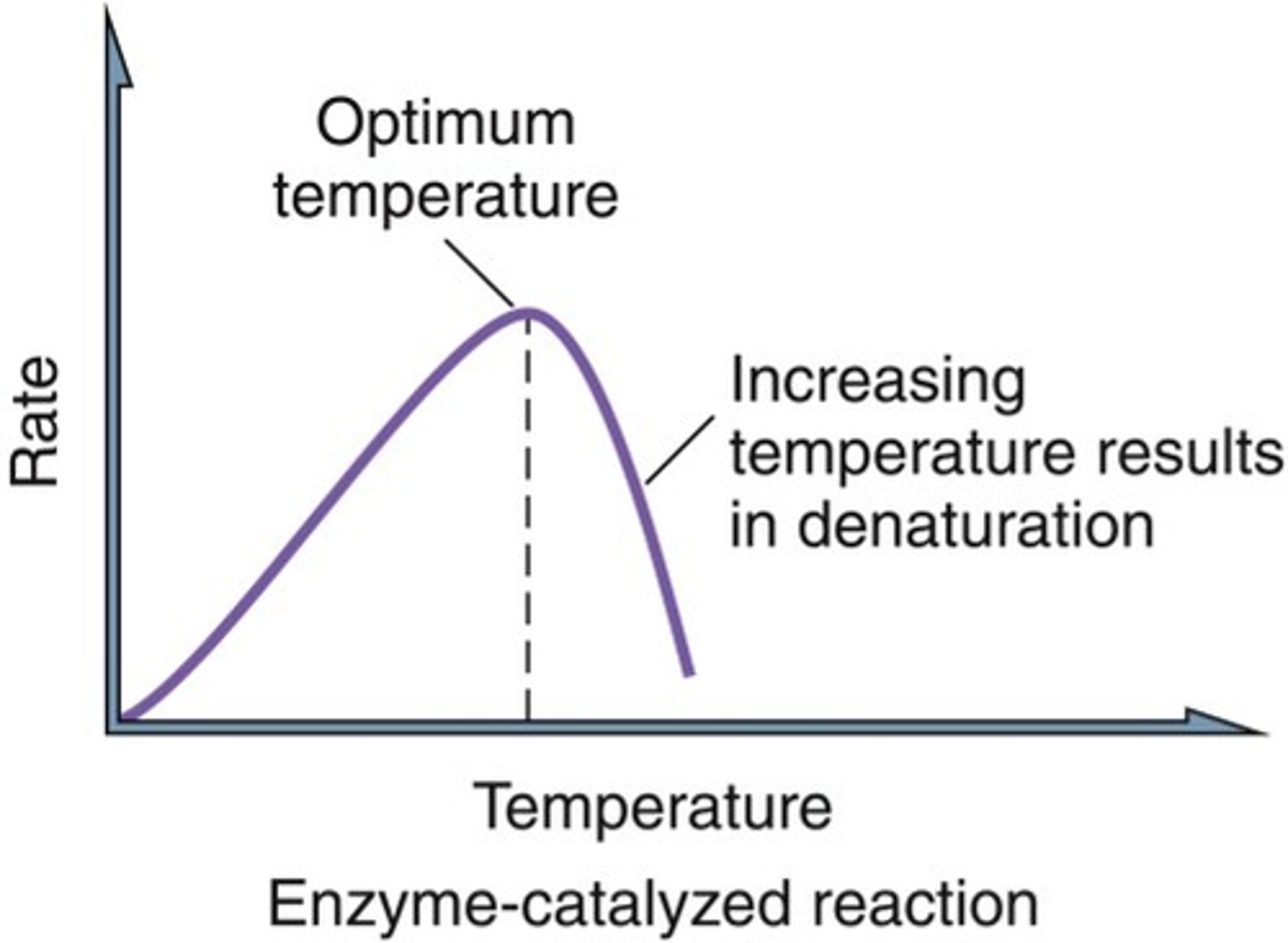<p>The enzyme begins to denature, meaning it will no longer work</p>