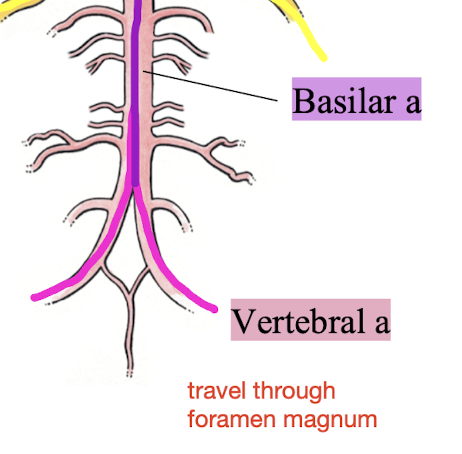 <p>the left and right vertebral arteries form the _______</p>