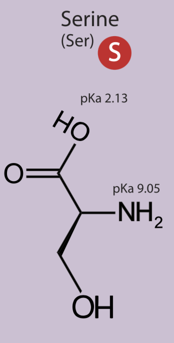 <p>Polar uncharged side chain, hydrophilic</p>