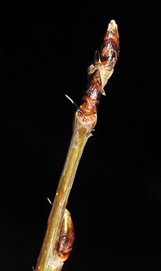 Blades: heart shaped, finely serrated margins, "shimmer" in the wind, leaf lays flat off petiole
Bark: greyish-green when young, white with green tint when older, have a "powder" feeling