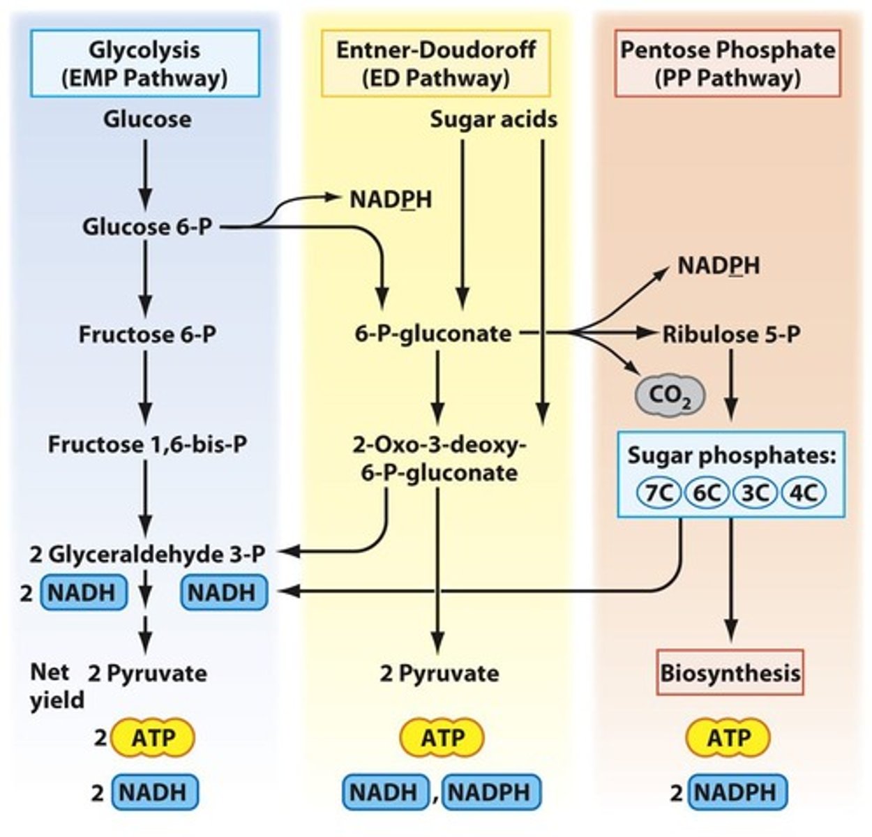 <p>Main glucose catabolism pathway in bacteria.</p>