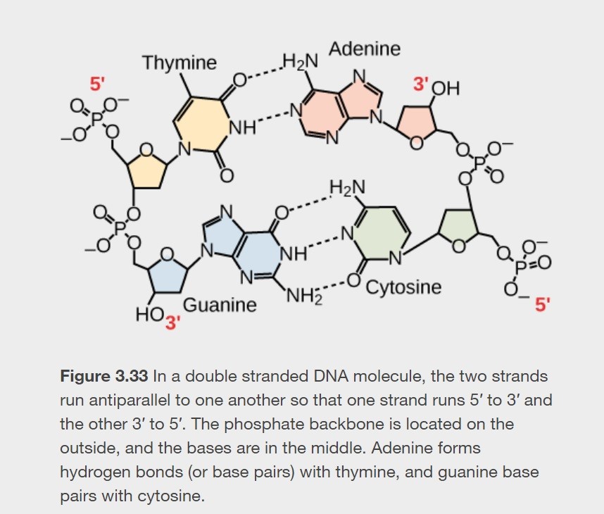 <p>In DNA, what are the allowable base pairings?</p>