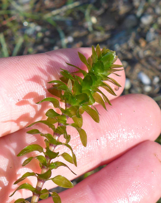 <p>Waterweeds</p>