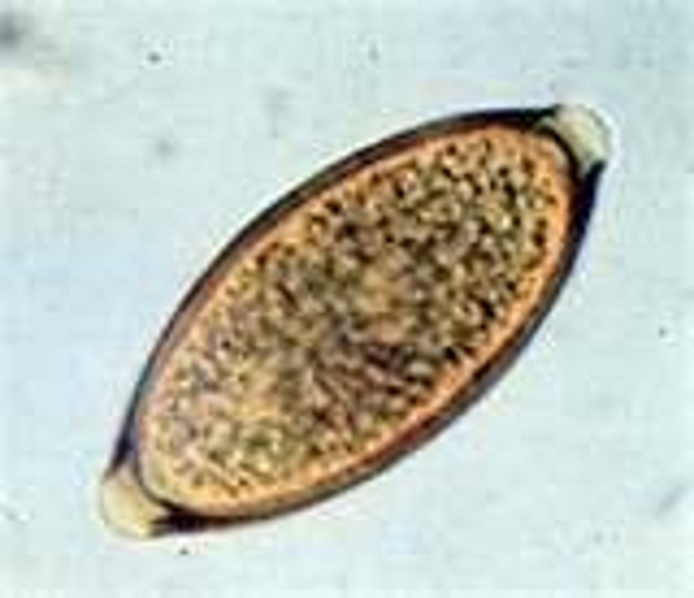 <p>football shape egg</p>