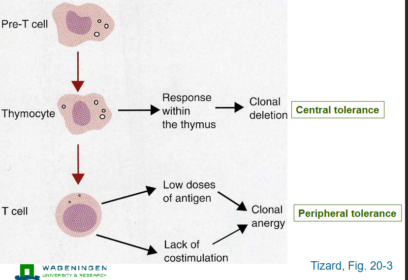 <p>pre-T cell → Thymocyte → T-cell</p><p></p><p>Thymocyte → responses within the thymus → clonal deletion → central tolerance</p><p></p><p>T cell → low doses of antigen, lack of costimulation → clonal anergy → peripheral tolerance</p>