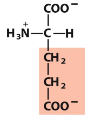 <p>Identify this amino acid</p>