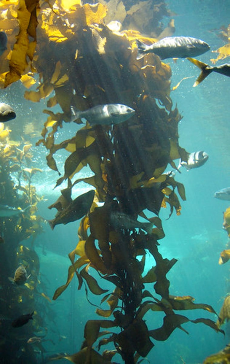 <p>Brown algae such as kelp</p><p>Multicellular</p>