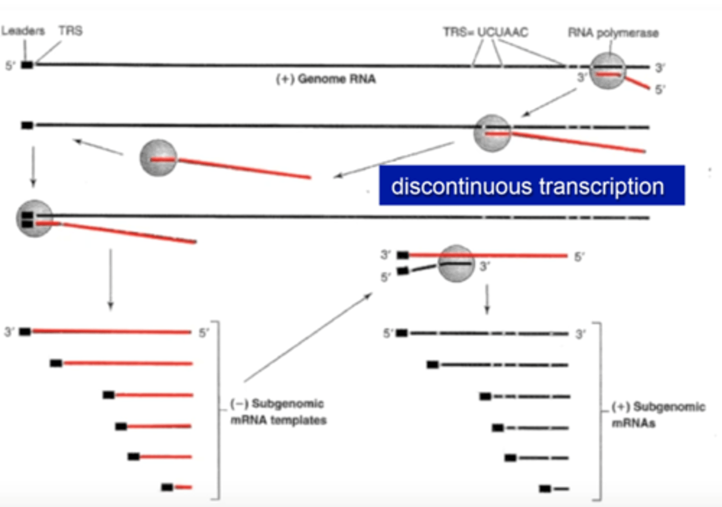<p>- discontinuous transcription</p><p>- A very high recombination rates (up to 25%) due to RNA pol jumping</p><p>- Unique to SARS CoV-2 compare to other RNA viruses</p>