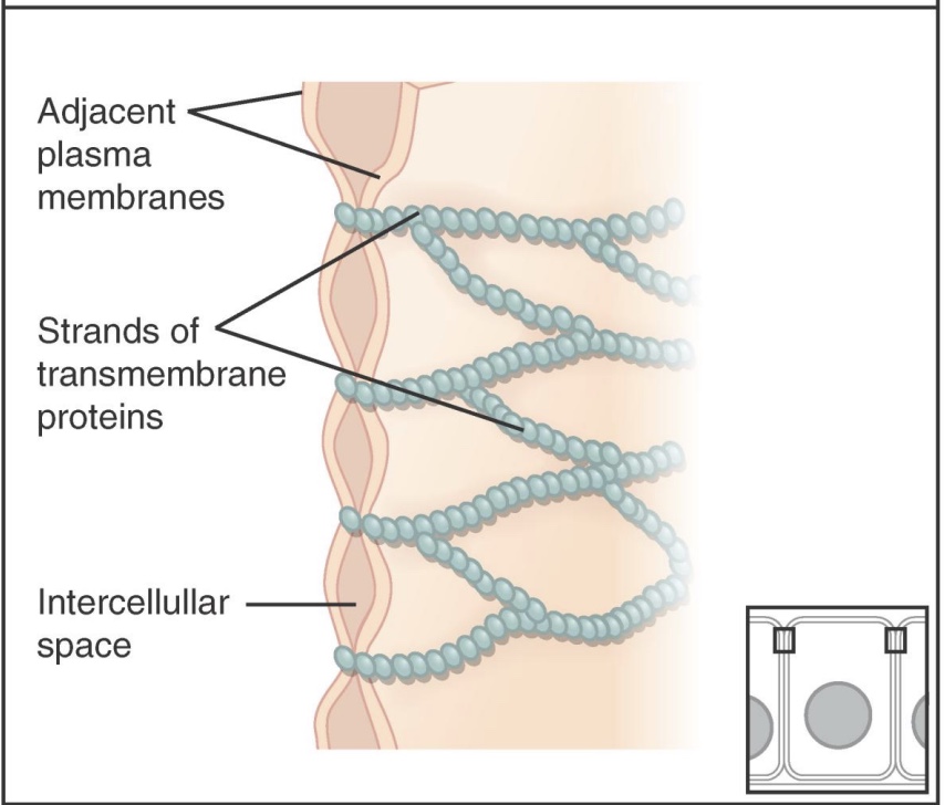<p>-prevent most substances from leaking between cells</p><p>-makes the epithelial layer less leaky</p><p>-on the apical side/outside</p><p>-ex: kidney nephron</p>