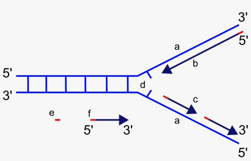 <p>what are the Okazaki fragments on the diagram?</p>