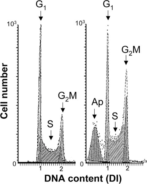 <p>There is no distinct peak for S phase in flow cytometry histograms because cells in this phase are actively synthesizing DNA, meaning their DNA content is continuously changing from the </p><p><span>2N2 cap N</span></p><p><span>2𝑁</span></p><p> (G1) to </p><p><span>4N4 cap N</span></p><p><span>4𝑁</span></p><p> (G2) levels</p>