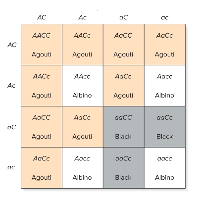 <ul><li><p>unlike epistasis (which masks), ? ALTER the phenotype</p></li><li><p>alleles of one gene modify the phenotypic affect of another</p></li><li><p>ex., coat color in mice</p><ul><li><p>black- all eumelanin</p></li><li><p>brown/agouti- bands of eumelanin/phaeomelanin</p></li><li><p>albino- no melanin</p><ul><li><p>F1: true breeding black mouse x true breeding albino results in agouti color</p></li><li><p>F2: 9 agouti: 3: black 4: albino (when have confusing phenotypic ratios, use punnett squares)</p><ul><li><p>assume a 2 locus (dihybrid) cross, and that we know parents were true breeding (homozygous)</p><ul><li><p>each F1 is AaCc</p><ul><li><p>true breeding P are: aaCC(black) or AAcc (albino)</p></li><li><p>trick is to find a coherent combo of genotypes that match the phenotypes</p></li></ul></li><li><p>result: </p><ul><li><p>Aa/AA- brown (mix of black and yellow)</p></li><li><p>aa: black throughout entire hair</p></li><li><p>cc no pigmentation</p></li></ul></li><li><p>one copy of each dominant allele results in agouti color</p></li><li><p>one dominant C but recessive aa will be black</p></li><li><p>the four cc animals are albino, even if the dominant A is present</p><ul><li><p>c is epistatic to A</p></li><li><p>(aa can also be considered epistatic to C where aa modifies agouti to black)</p></li></ul></li></ul></li></ul></li></ul></li></ul></li><li><p>caused by 2 genes</p></li></ul><p></p><p></p>