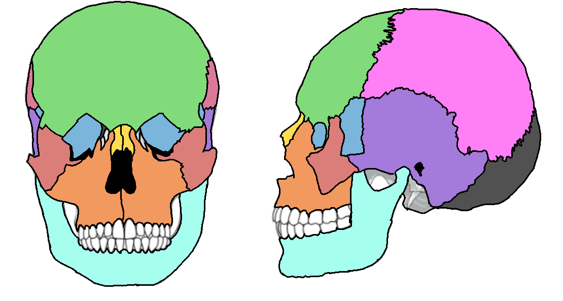 <p>What color is the mandible?</p>