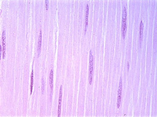 <p>Name the tissue</p>