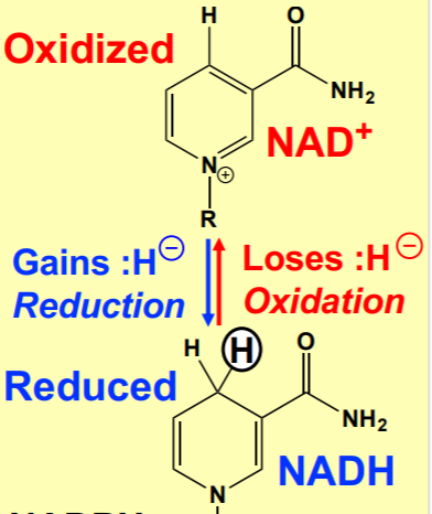 NAD+ (nicotinamide adenine dinucleotide) becomes NADH + H+