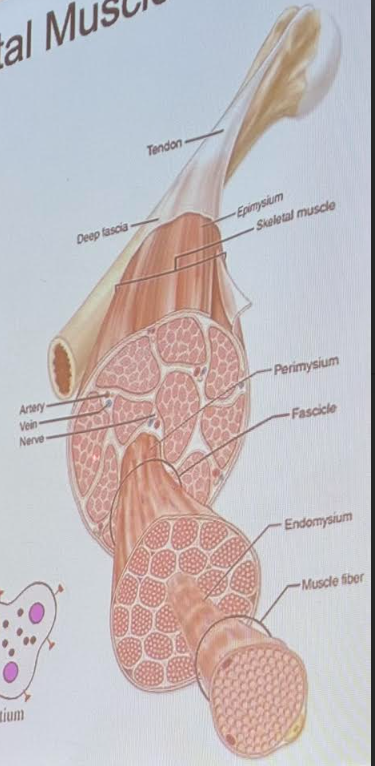<p>bundles of muscle fibers that make up the belly of a muscle</p>