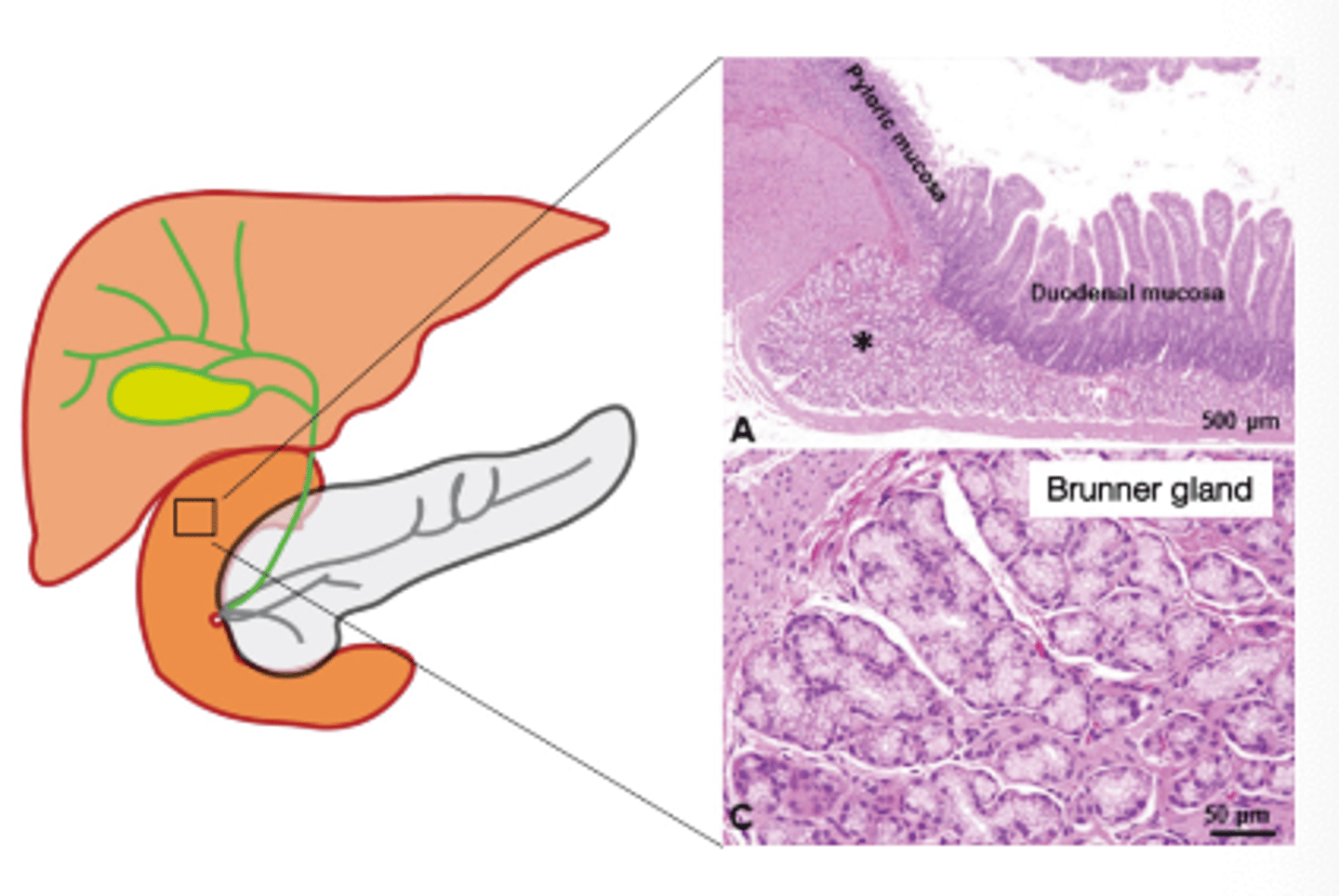 <p>To protect the duodenum from gastric acid</p>