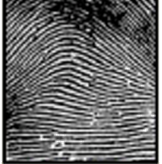 identify fingerprint pattern
