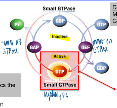 <p>regulators of activation states</p><ul><li><p>localization of GAPs and GEFs provides spatial regulation of GTPase activity</p></li><li><p>GAP: turns off GTPase </p></li><li><p>GEF: turns on GTPase </p></li></ul><p></p>