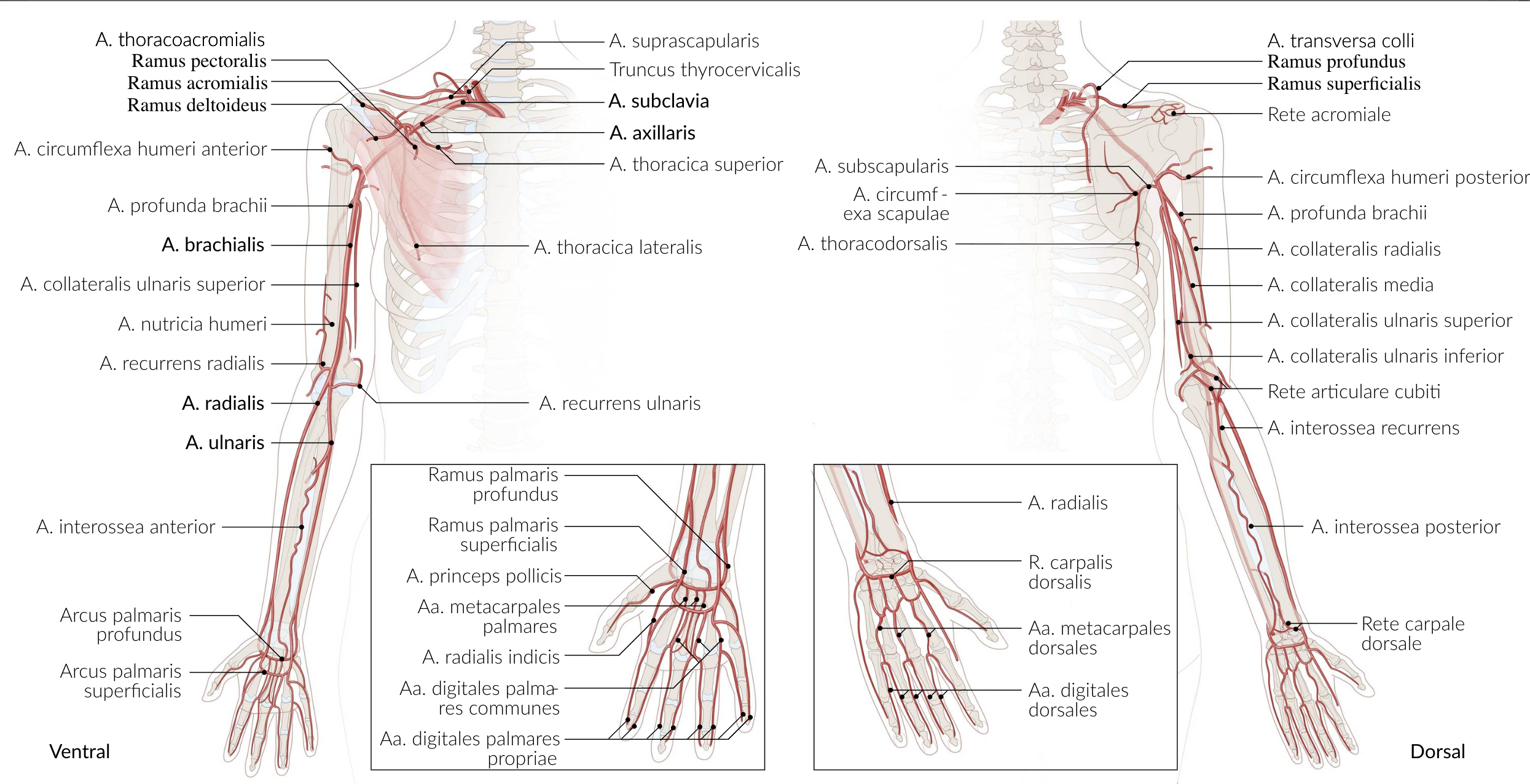<p>A. Anterior circumflex humeral artery (A. circumflexa humeri anterior)</p>
