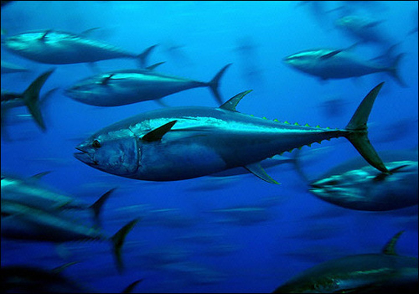 <p>- The surface area that pushes the water can be optimised:</p><p>- By having a post-anal tail and medial fins</p><p>- More water can be pushed aside</p><p>- More thrust generated</p><p>- Acceleration of water can be optimised</p><p>- By exerting powerful strokes - powerful muscles</p><p>- By increasing beat frequency</p>