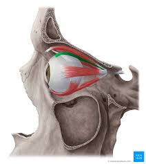 <p>elevates the eye</p>