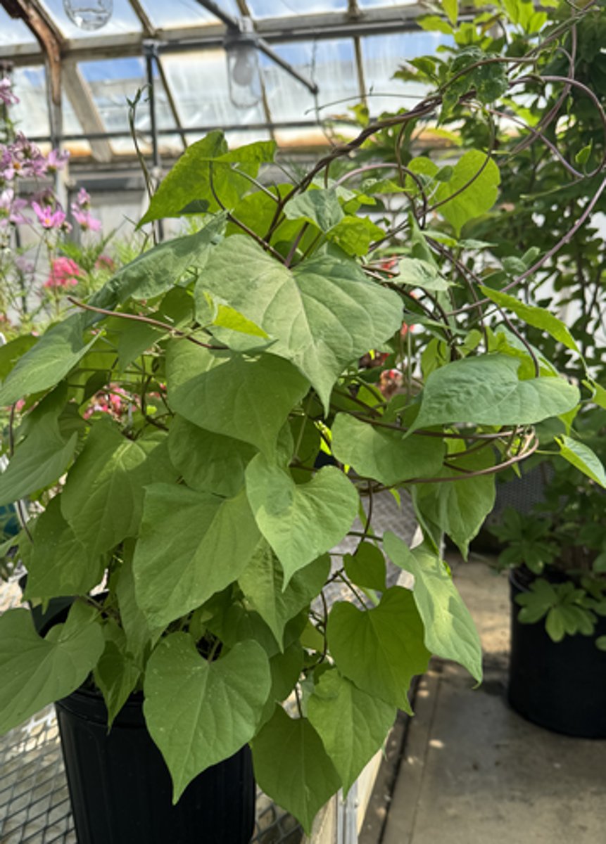 <p>What is the Latin name for this plant?</p>