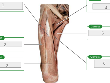 <p>name muscles 1-6</p>