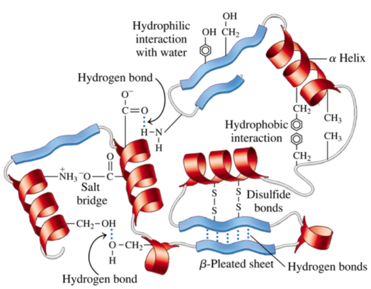 * __**H-bonds**__ can form btwn hydroxyl, carboxyl, thiol, and amino groups to __**help w/ protein solubility**__ (*if on surface of protein*)
* H-bonds can also form btwn amino acid side chains w/in protein’s struct (every 4 residues) (folds into more compact struct)
* hydrophobic interactions can occur btwn aliphatic + hydrophobic side chains
* __**ionic interactions**__ are important for __**ligand, cofactor and/or substrate binding in enzymes**__
* salt bridges can form btwn positively + negatively charged amino acids