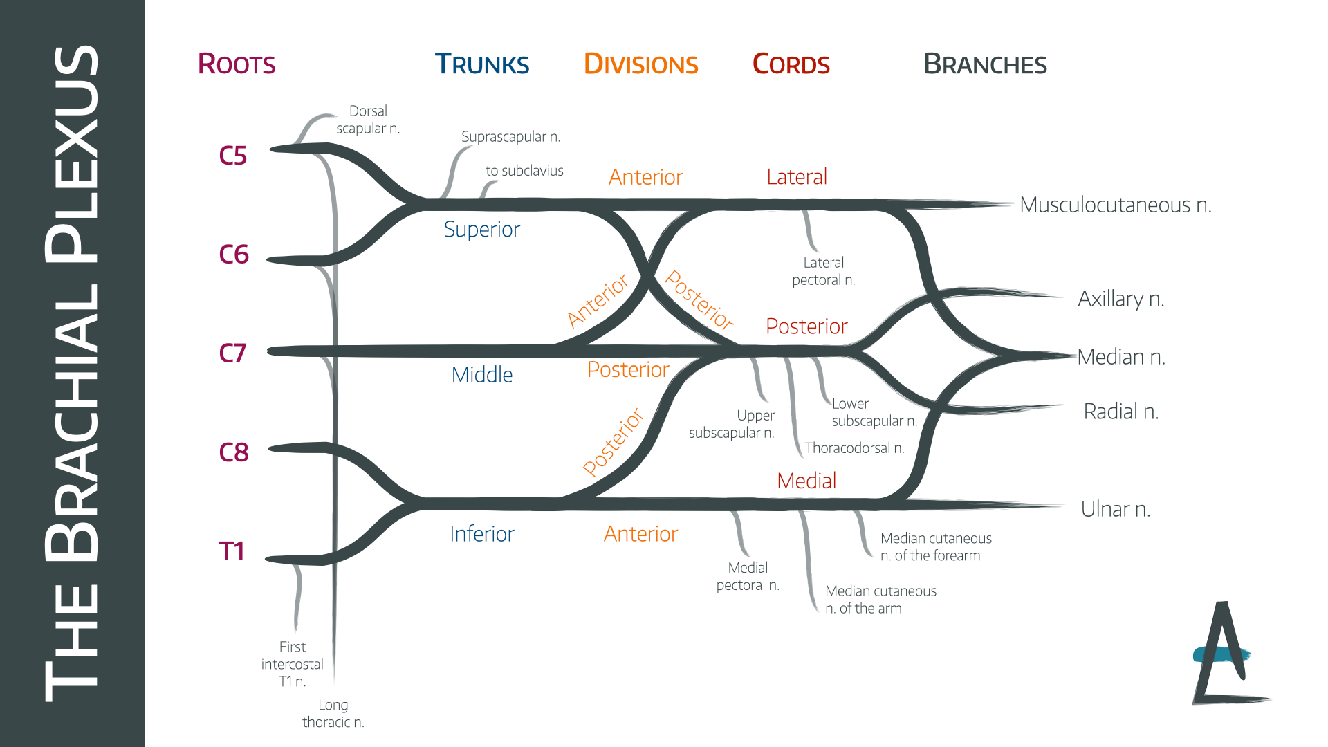 <p>each trunk of the brachial plexus divides into _____ and _____ divisions </p>