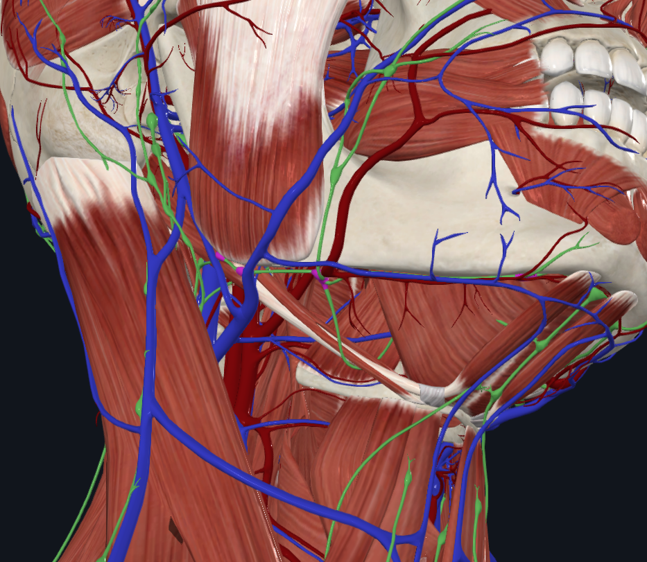 <p>What is highlighted in green</p>