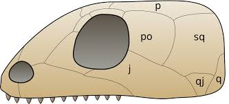 <p>below squamosal and behind jugal</p>